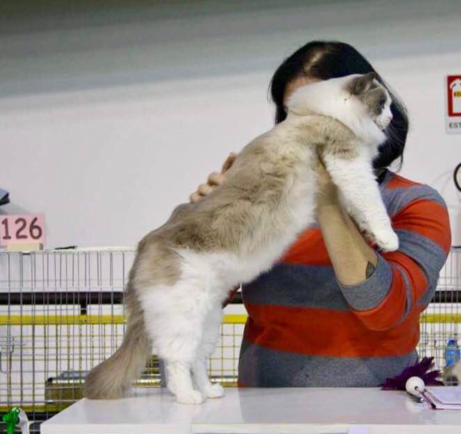 /images/Galeria/Kiállítások (Cat shows)/15622363_355861424781558_1714750670083825905_n.jpg